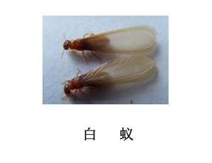 四川滅蟲公司-滅白蟻