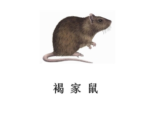 遂寧滅鼠公司-褐家鼠防治