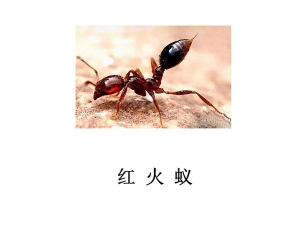 遂寧滅蟲公司-紅火蟻防治