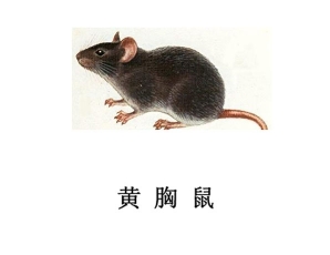 遂寧滅鼠公司-黃胸鼠防治