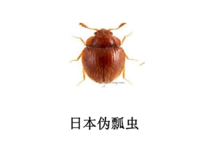 遂寧滅蟲公司-滅日本偽瓢蟲