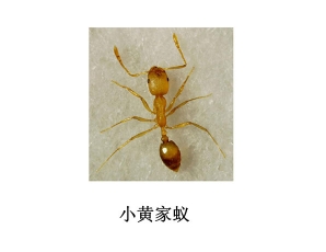遂寧滅蟲公司-滅小黃家蟻