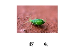 遂寧滅蟲公司-滅蚜蟲