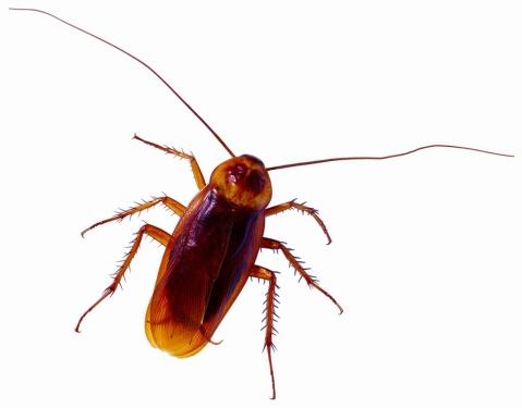 遂寧滅蟑螂公司藍盾有害生物經常使用的蟑螂防治方法