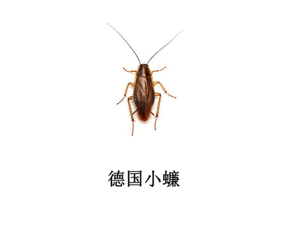 遂寧滅蟑螂公司-德國小蠊防治